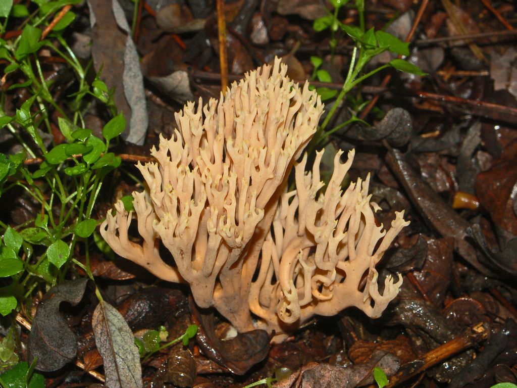 Un fungo coralliforme (Cfr. Ramaria testaceoflava)